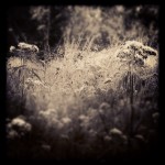 IMG_4973