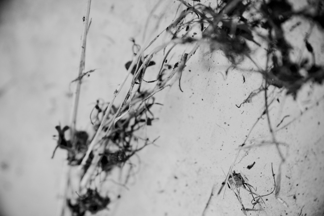 Kenneth Kirschner - MM-DD-YY, black-and-white closeup of brambles