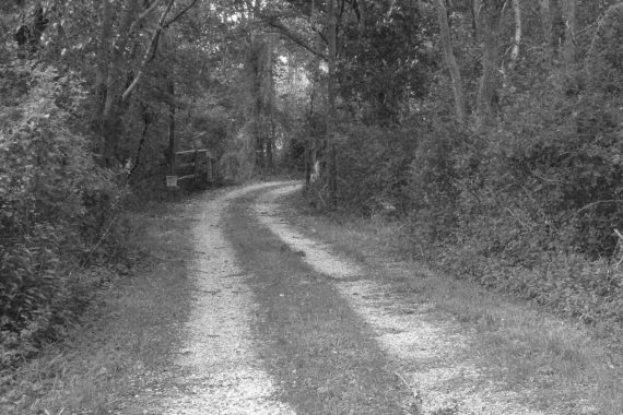 Linda Catlin Smith - Dirt Road, black and white photo of a dirt road heading into a forest