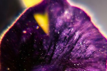 FIS - From Patterns to Details, close-up of a purple flower petal