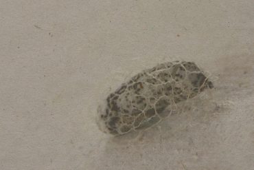 Santiago Astaburuaga - grado de potencia #1, unidentified object against a grey background