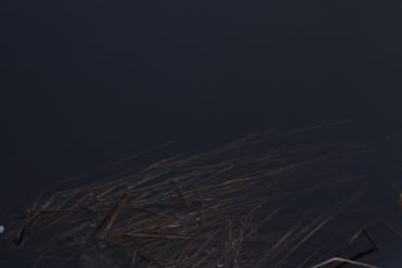 Geneva Skeen - Dark Speech, reeds partly immersed in dark water