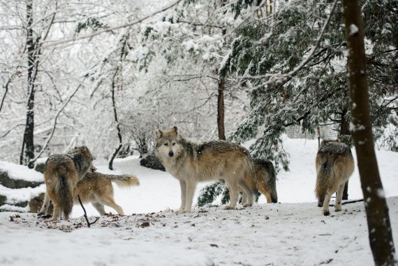 Sarah Hennies - Everything Else, a pack of wolves in a snowy forest