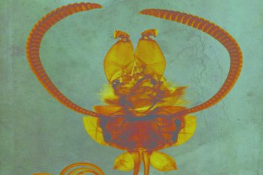 Ruhlmann + Strickland - This Heap Is Greater Light, illustration of a strange orange bug on a turqouise background