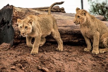 Sylvain Chauveau - Post-Everything, two lionesses in front of a tree trunk lying flat on the ground.
