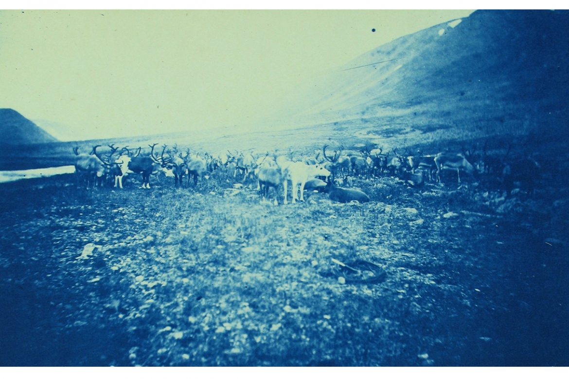 Insub Meta Orchestra - 13 and 27, cyanotype of a herd of reindeer.