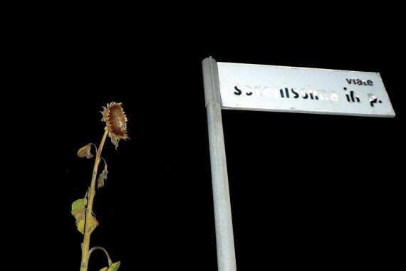 James Osland and Finn Kelvin - Colourless, wilting sunflower and faded street sign against a black background