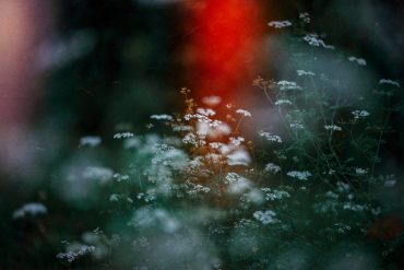 Olli Aarni and Mia Tarkela - Unimetsä, white flowers against a dark background with bright red light leak.